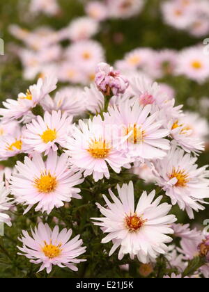 Bouton de riz 'Silberblaukissen' Aster Banque D'Images