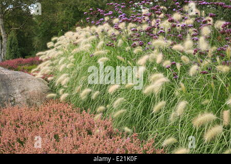 Allalihorn Pennisetum villosum herbe - Banque D'Images