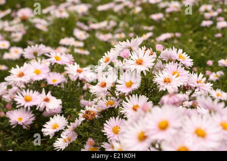 Bouton de riz 'Silberblaukissen' Aster Banque D'Images