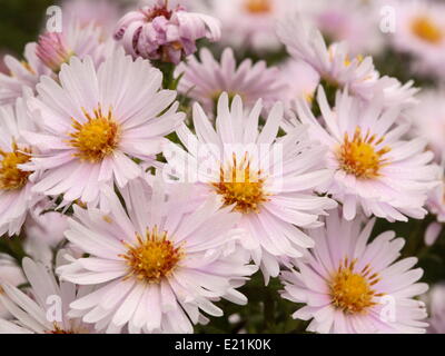 Bouton de riz 'Silberblaukissen' Aster Banque D'Images