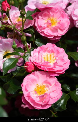 Rose 'Magic Meidiland' Banque D'Images