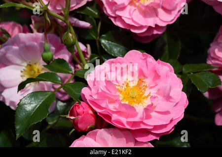 Rose 'Magic Meidiland' Banque D'Images