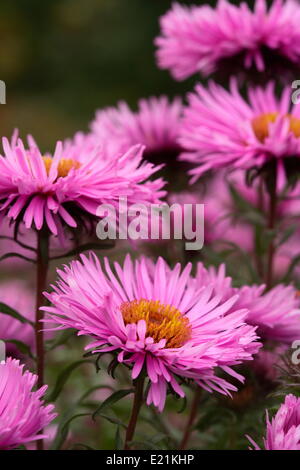 Aster de la Nouvelle-Angleterre 'Barrs Pink' Banque D'Images