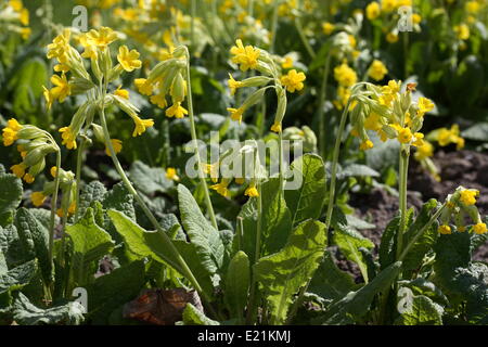 Primula veris coucou bleu commun - Banque D'Images