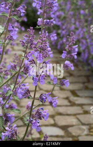 - Jardin catmint Nepeta x faasseni Banque D'Images