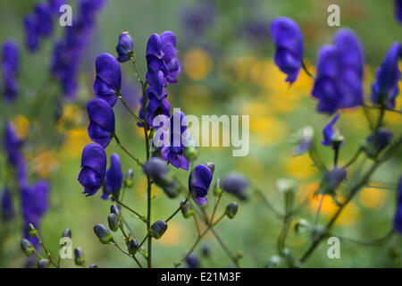 -Aconitum napellus Monkshood Banque D'Images