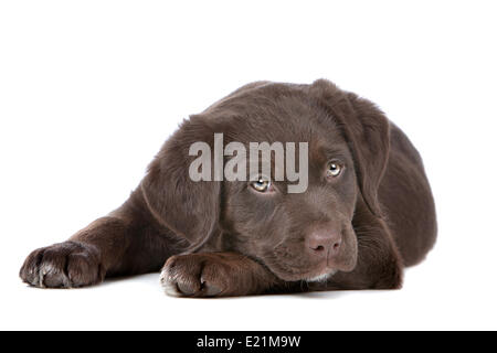 Chiot labrador chocolat Banque D'Images