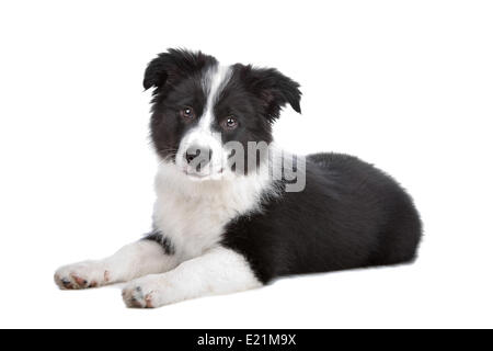 Chiot Border Collie Banque D'Images