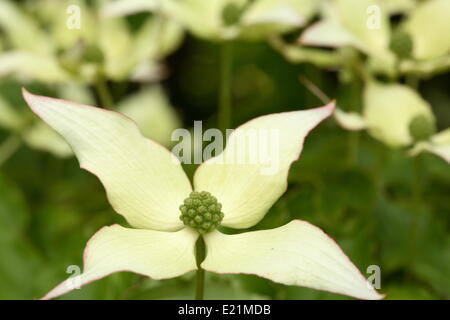 - Cornouiller Kousa Cornus kousa Banque D'Images