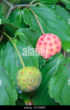 - Cornouiller Kousa Cornus kousa Banque D'Images