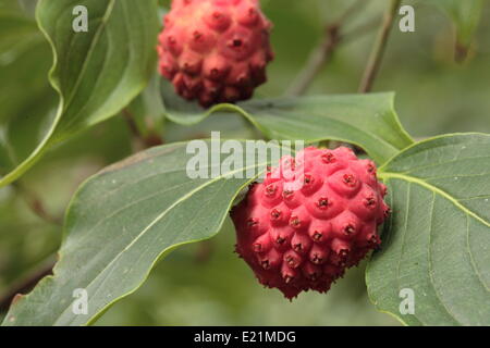 - Cornouiller Kousa Cornus kousa Banque D'Images