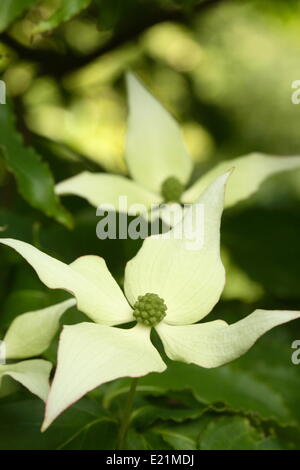 - Cornouiller Kousa Cornus kousa Banque D'Images