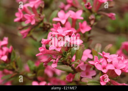 Daphne cneorum daphne - Rose Banque D'Images