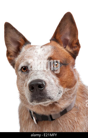 Australian Cattle Dog Banque D'Images