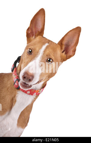 Podenco Banque D'Images