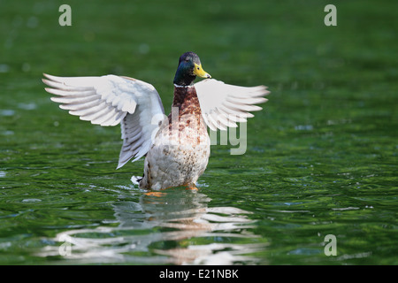 Canard colvert mâle ( Anas platyrhynchos ) répandre les ailes sur l'eau Banque D'Images