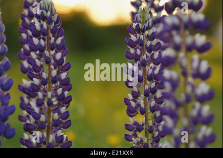 Fleurs lupin en soirée lumières de soleil. Banque D'Images