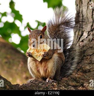 Squirrel eating cracker Banque D'Images