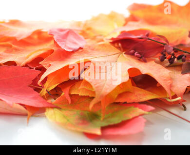 Motif de feuilles d'automne Banque D'Images