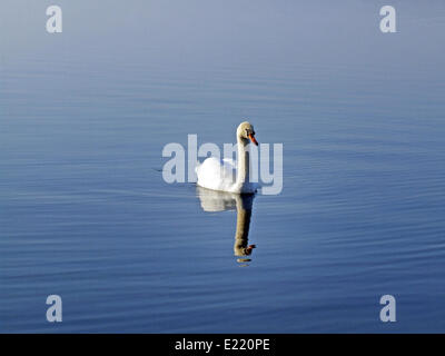 Mute swan (Cygnus olor) Banque D'Images