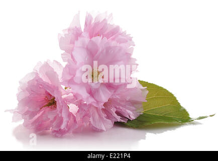 Amandier fleurs roses Banque D'Images