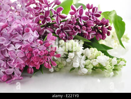 Blossoming lilac Banque D'Images