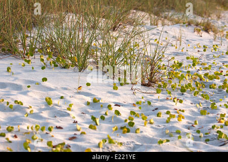 Close up of green sea grass on sand dune Banque D'Images