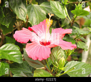 fleur d’Hibiscus Banque D'Images