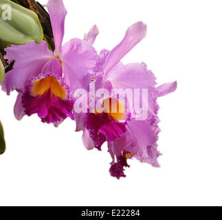 Fleurs de Cattleya Banque D'Images