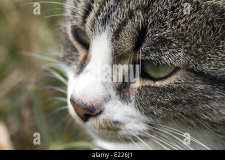 Gros plan sur la tête et les yeux d'un chat Banque D'Images