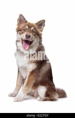 Finnish Lapphund Banque D'Images