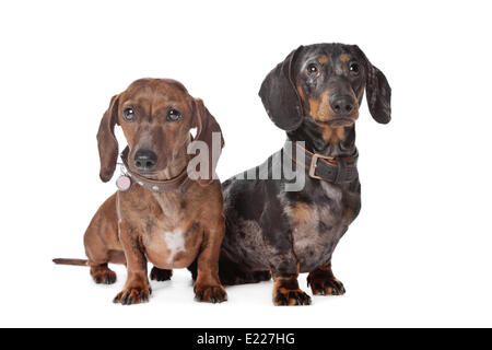 Deux chiens Teckel Banque D'Images