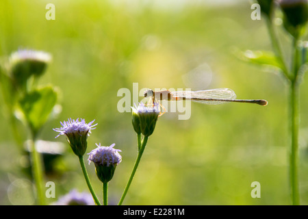 Sur la petite demoiselle fleur pourpre