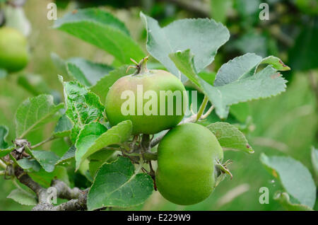 Deux pommes growing on tree Banque D'Images