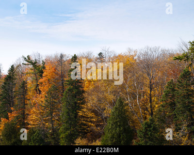 Une promenade dans le parc qui entoure les chutes Montmorency à la périphérie de la ville de Québec donne l'opportunité de profiter des couleurs de l'automne Banque D'Images