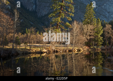 Californie - Arbres se reflétant dans la rivière Merced Sentinelle ci-dessous dans la zone de vallée de Yosémite Pont de Yosemite National Park. Banque D'Images