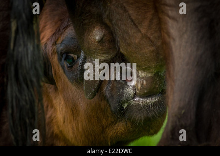 Vache veau de lait Banque D'Images