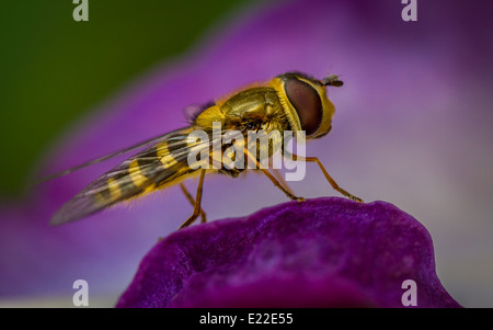 Côté faune - profil d'un drone fly hoverfly ou assis sur un clemetis fleur, UK Banque D'Images