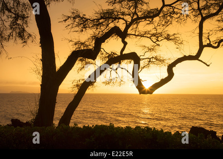 Arbre avec branches et le coucher du soleil. Maui, Hawaii. Banque D'Images