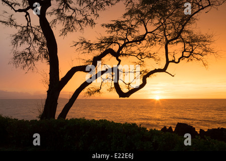 Arbre avec branches et le coucher du soleil. Maui, Hawaii. Banque D'Images