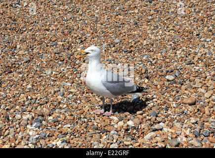 Brighton, Sussex. 13 juin 2014. Un halètement mouette sur la plage de Brighton. Comme le soleil même les mouettes ont de plus chaud avec un ciel bleu et des températures atteignant 24 degrés celsius sur la côte sud d'aujourd'hui. Credit : Julia Gavin/Alamy Live News Banque D'Images