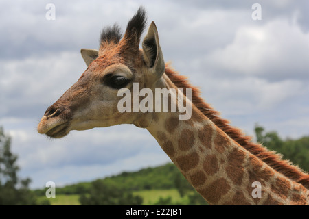 Girafe, close-up de la tête et du cou, sur le Mpongo Private Game Reserve, à 25 km au nord-ouest de l'East London, Afrique du Sud. Banque D'Images