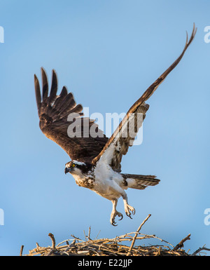 Osprey battant de nid, Pandion haliaetus, Sea Hawk, les poissons de la rivière Eagle, hawk, poisson faucon, raptor, Chaffee Comté, Colorado, USA Banque D'Images