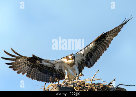 Osprey battant de nid, Pandion haliaetus, Sea Hawk, les poissons de la rivière Eagle, hawk, poisson faucon, raptor, Chaffee Comté, Colorado, USA Banque D'Images