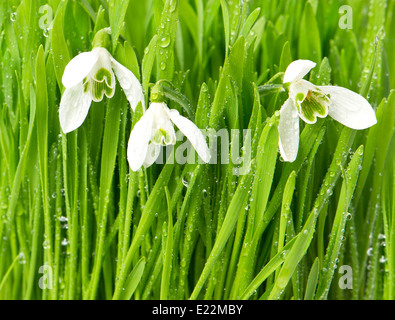 Perce-neige dans l'herbe verte avec des gouttes d'eau. fleurs de printemps printemps. Banque D'Images