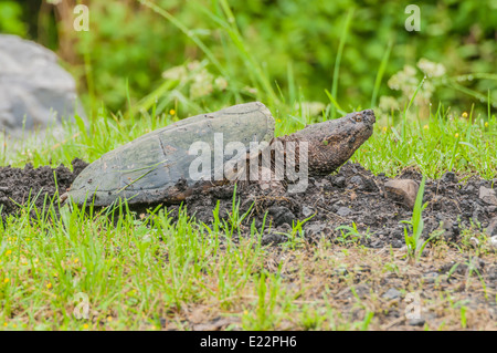 Tortue serpentine pondent dans un trou creusé dans elle à la fin du printemps. Banque D'Images