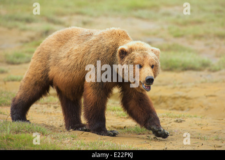 Un homme de l'ours brun d'Alaska (sanglier). Banque D'Images