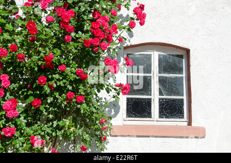 Belle floraison rose brousse près de fenêtre sur mur Banque D'Images