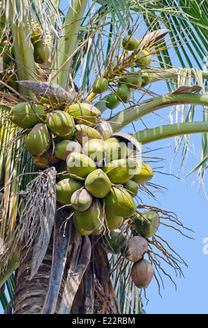 De coco verte sur le palm tree Banque D'Images