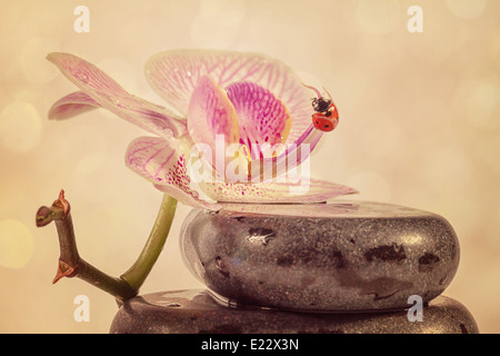 Pierres Zen et orchid avec effet filtre rétro Banque D'Images